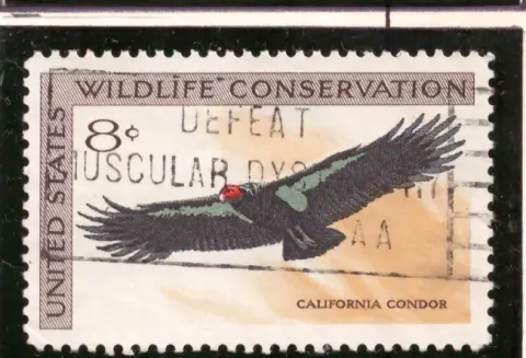 Wildlife Conservation – Kalifornien Kondor