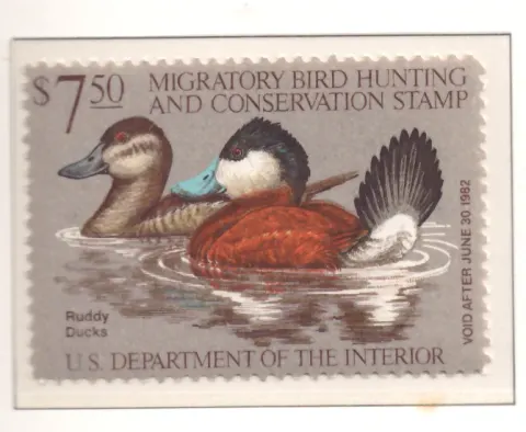 1981 Federal Duck Stamp – Ruddy Ducks