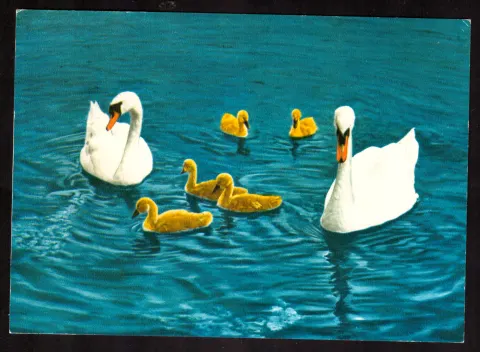 Schwanenfamilie – „Familienglück“