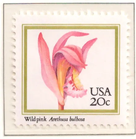 1984 Orchideen - Wild Pink