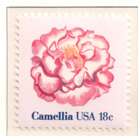 American Flowers — Camellia