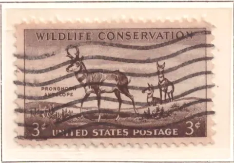 Wildlife Conservation — Pronghorn Antilope