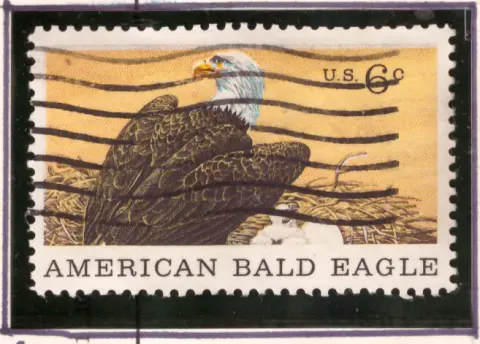 Naturgeschichte - Amerikanischer Bald Eagle