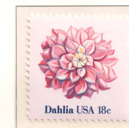 American Flowers - Dahlia