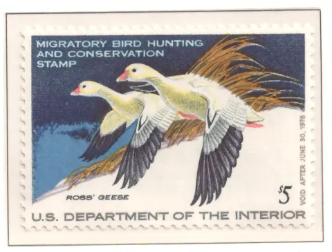 1977 Federal Duck Stamp – Ross’ Geese