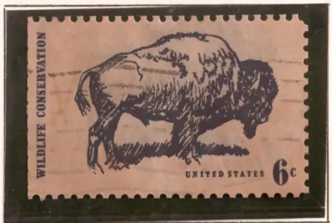 Wildlife Conservation – Amerikanischer Büffel