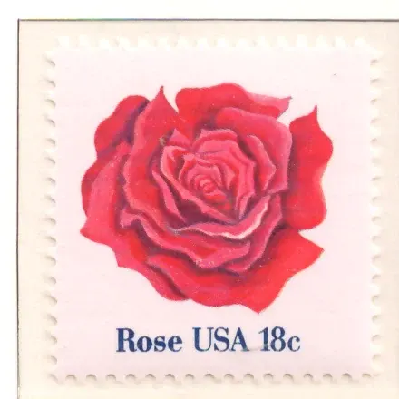 American Flowers — Rose