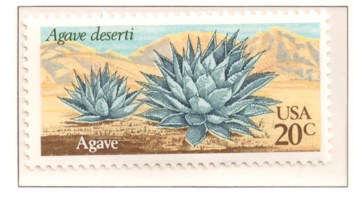 Desert Plants — Agave
