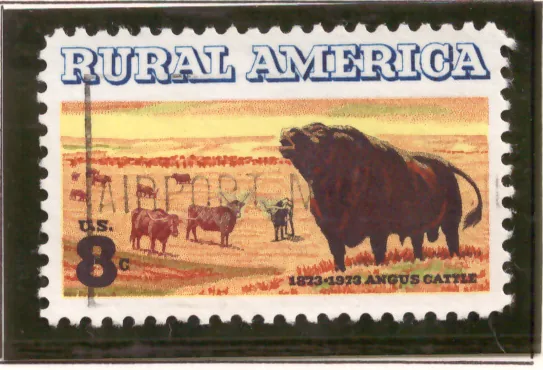 Rural America – Angus cattle