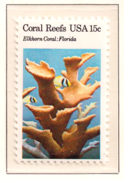 Coral Reefs – Elkhorn Coral, Florida