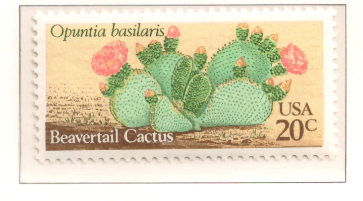 Desert Plants — Beavertail Cactus