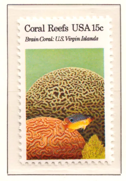 Coral Reefs – Brain Coral, U.S. Virgin Islands