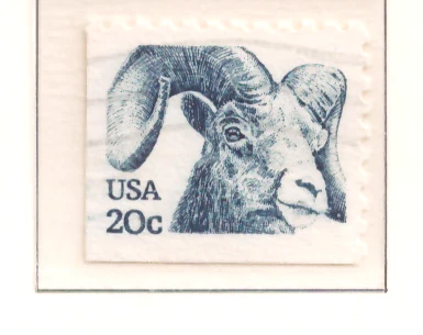 American Bighorned Sheep
