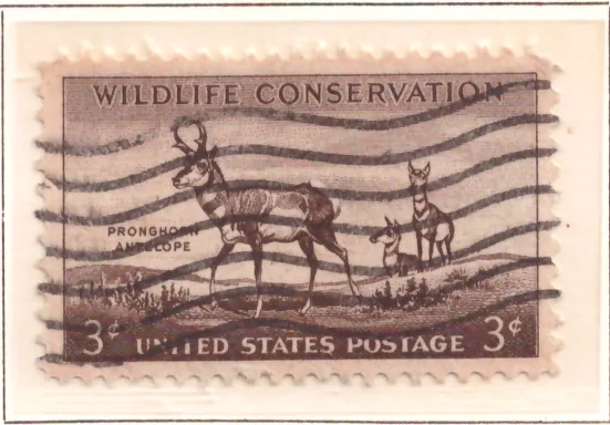Wildlife Conservation – Pronghorn Antelope