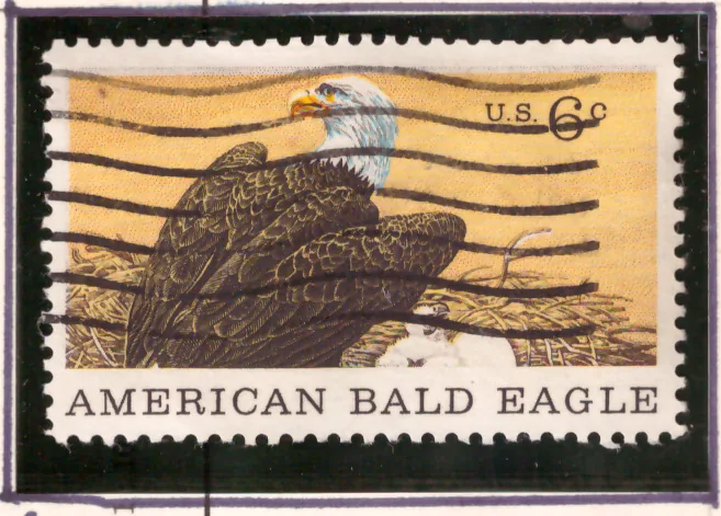 Natural History – American Bald Eagle