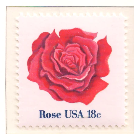 American Flowers — Rose